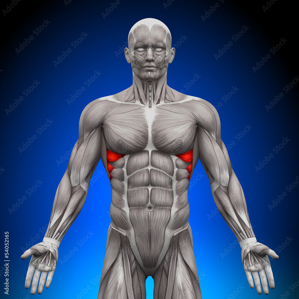 Wall mural Serratus Anterior - Anatomy Muscles