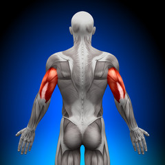 Triceps - Anatomy Muscles - obrazy, fototapety, plakaty