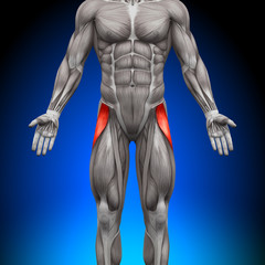 Tensor Fasciae Latea - Anatomy Muscles