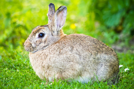 Rabbit on green lawn