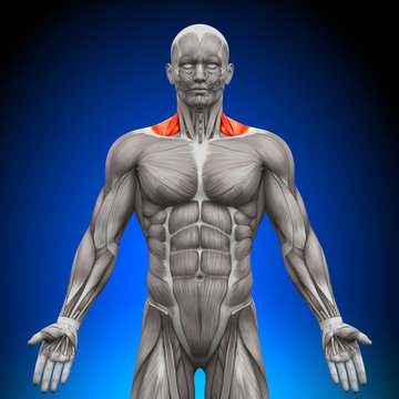 Trapezius Front / Nech Muscles - Anatomy Muscles