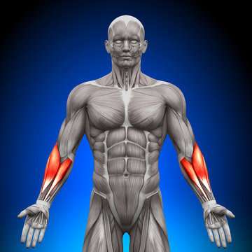 Forearms - Anatomy Muscles