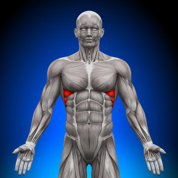 Serratus Anterior - Anatomy Muscles
