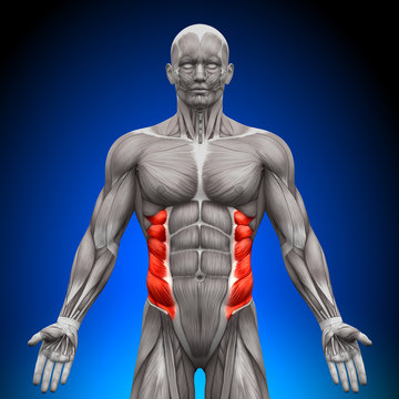 External Oblique - Anatomy Muscles