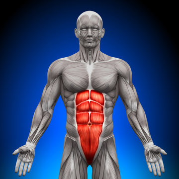 Abs - Anatomy Muscles