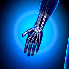 Hand Anatomy - Anatomy Bones