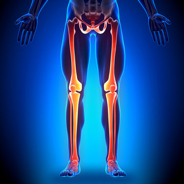 Legs Anatomy - Anatomy Bones