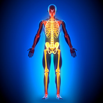 Full Skeleton - Anatomy Bones