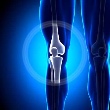 Knee - Anatomy Bones