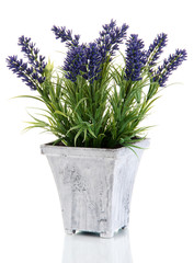 Beautiful lavender in wooden pot isolated on white