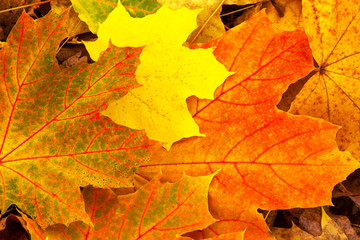 Naklejka na ściany i meble leaves background autumn