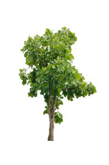 Naklejka premium Dipterocarpus tuberculatus Roxb