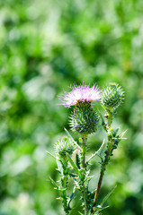 Thsistle flower over green grass background