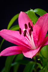 Fototapeta premium Asiatic Lily