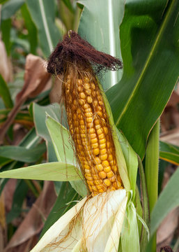 corn vegetable