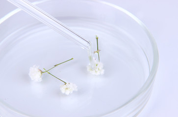 Fototapeta na wymiar Badania chemiczne w szalce Petriego na białym