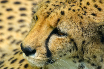 Cheetah closeup