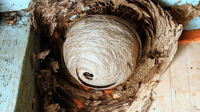 Wasp in Nest.Wasps building a nest.