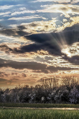 White Blossoms Spring Trees With Sunset Cloudy Skies