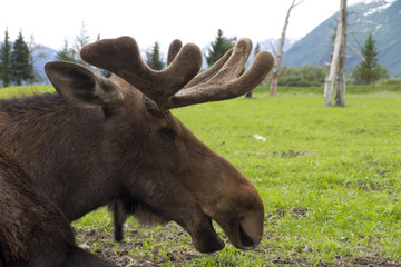 moose close up