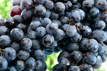 Red Wine Grapes on the Branch