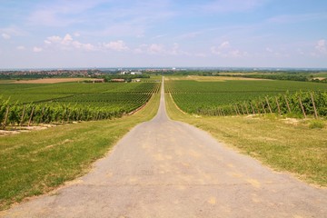 Fototapeta na wymiar Road to vineyard