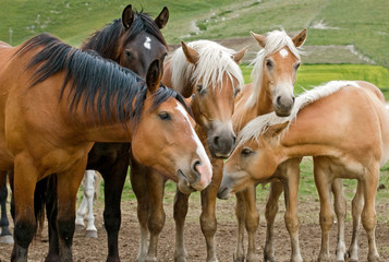 Fototapeta na wymiar cavalli al pascolo - horses grazing