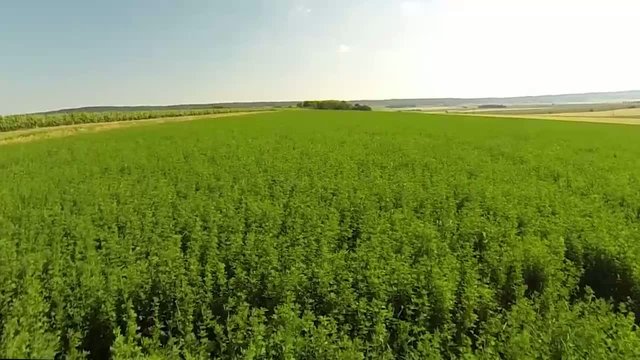 Survol d'un champ de Luzerne.