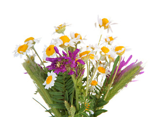 Beautiful wild flowers, isolated on white