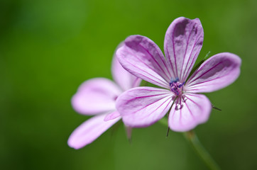 Beautiful purple flower