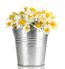 Beautiful wild camomiles in .pail, isolated on white