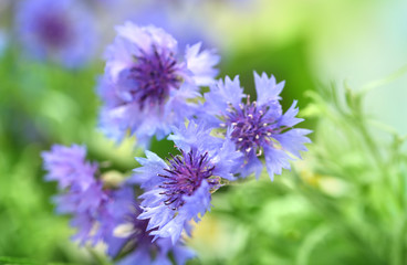Fototapeta premium Beautiful cornflowers on green background