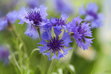 Beautiful cornflowers, outdoors