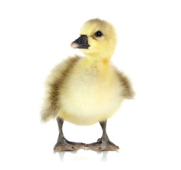 Little duckling isolated on white