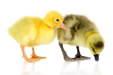 Little ducklings isolated on white