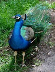 Obraz premium Waccatee Zoo - Peacock Poses