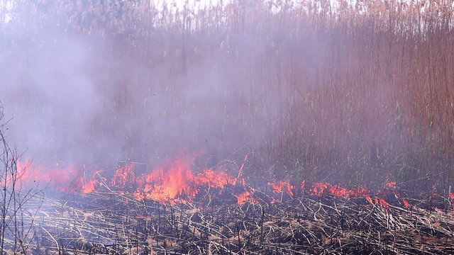 Fire in the forest 3