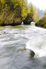 autumn  forest stream