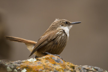 Ave pajaro marron con inecto en el pico sobre una piedra, fauna