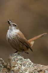 Ave pajaro marron con inecto en el pico sobre una piedra, fauna