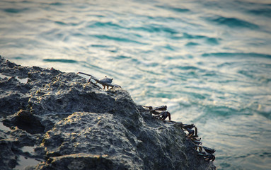 crabs on the coral