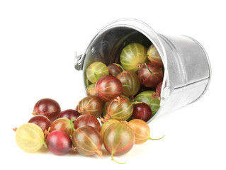 Fresh gooseberries in bucket isolated on white