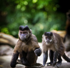 small monkeys capuchin