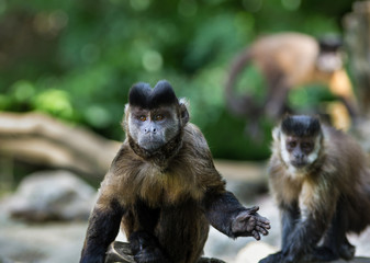 small monkeys capuchin