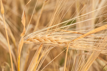 gold ears of wheat under sky © Ryzhkov Oleksandr