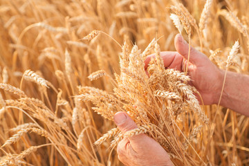 Ripe golden wheat ears in her hand