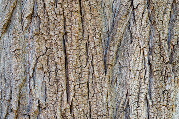 Rough background of tree bark.
