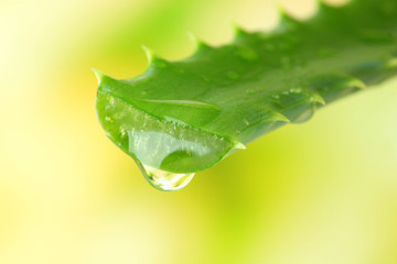 Fototapeta premium Aloe leaf with drop on natural background