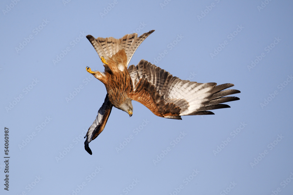 Sticker red kite, milvus milvus