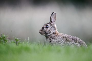 Rabbit, Oryctolagus cuniculus